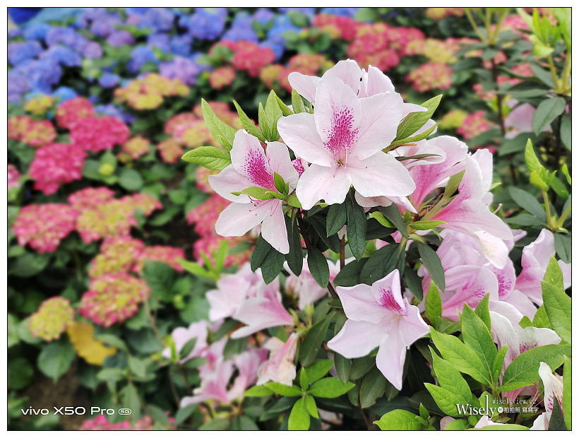 2021 台北杜鵑花季。大安森林公園繡球花 杜鵑冶園︱2/20-3/21 免費欣賞~花 in 台北 x 台北景點