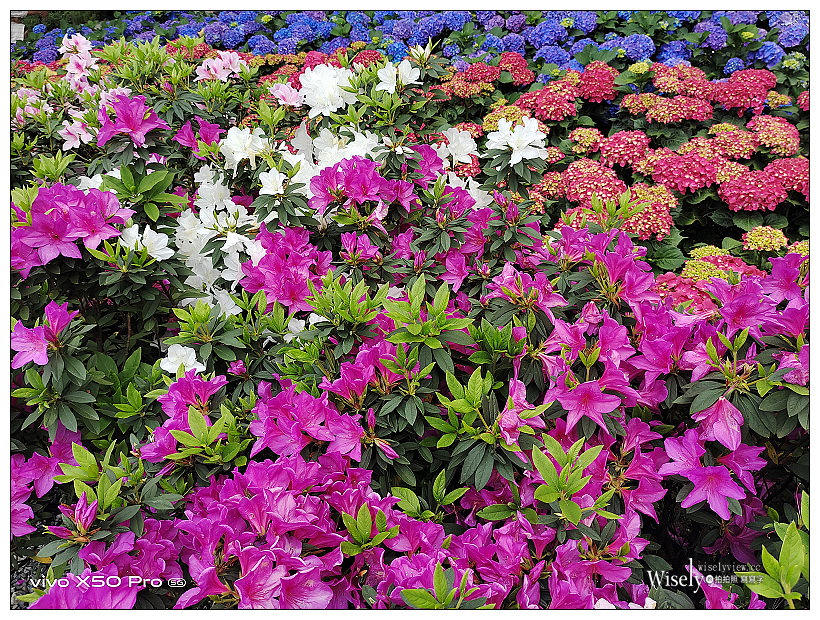 2021 台北杜鵑花季。大安森林公園繡球花 杜鵑冶園︱2/20-3/21 免費欣賞~花 in 台北 x 台北景點