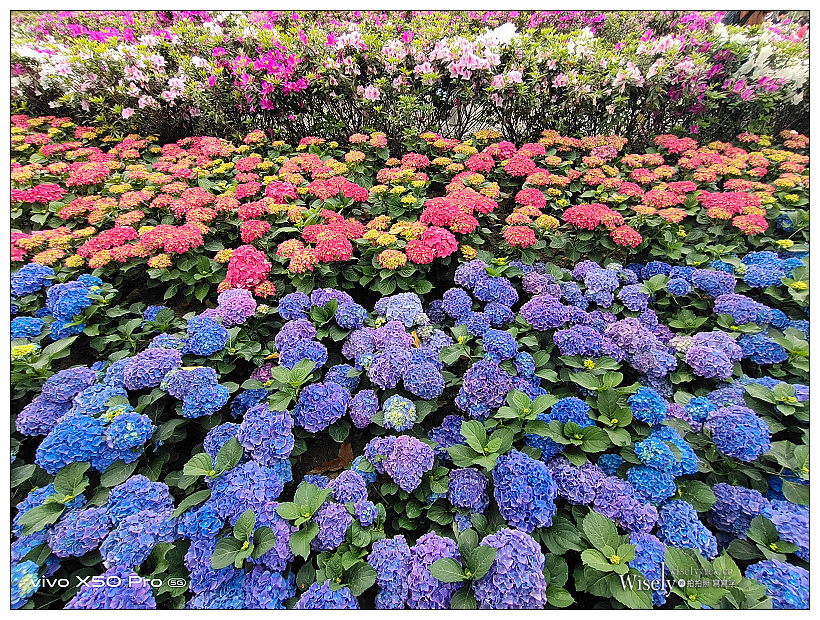 2021 台北杜鵑花季。大安森林公園繡球花 杜鵑冶園︱2/20-3/21 免費欣賞~花 in 台北 x 台北景點