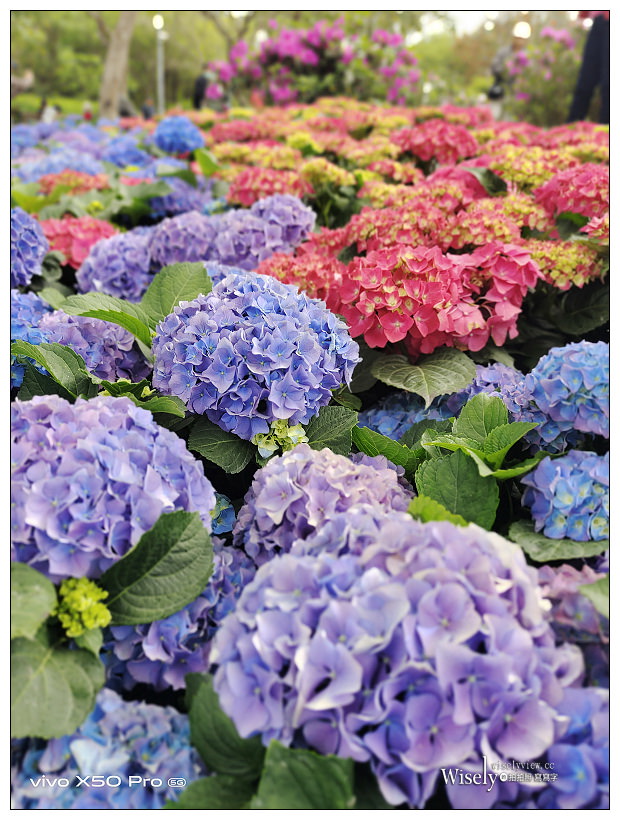 2021 台北杜鵑花季。大安森林公園繡球花 杜鵑冶園︱2/20-3/21 免費欣賞~花 in 台北 x 台北景點