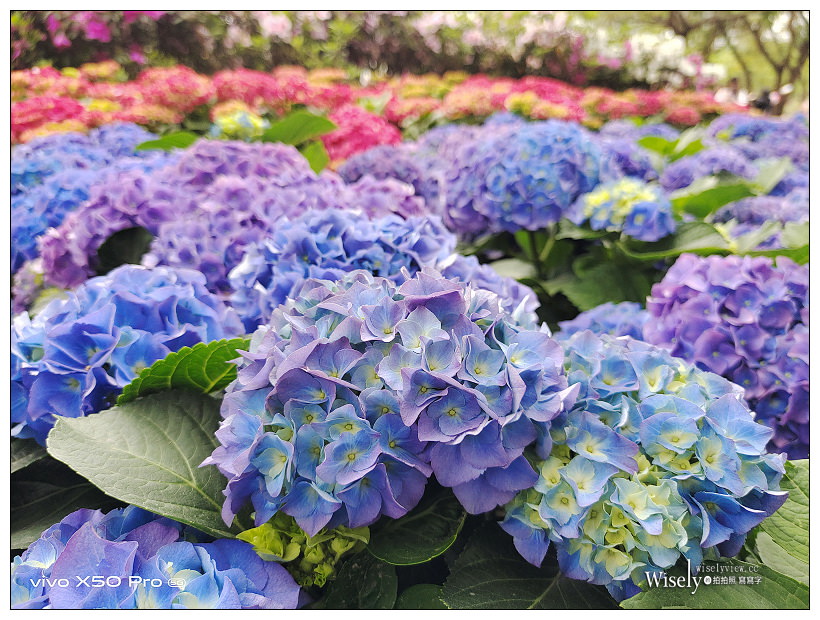 2021 台北杜鵑花季。大安森林公園繡球花 杜鵑冶園︱2/20-3/21 免費欣賞~花 in 台北 x 台北景點