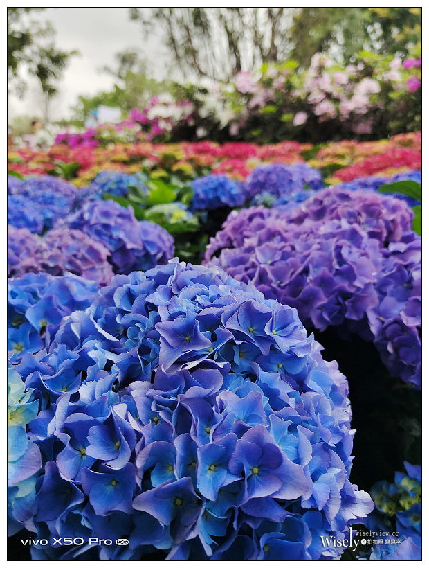 2021 台北杜鵑花季。大安森林公園繡球花 杜鵑冶園︱2/20-3/21 免費欣賞~花 in 台北 x 台北景點