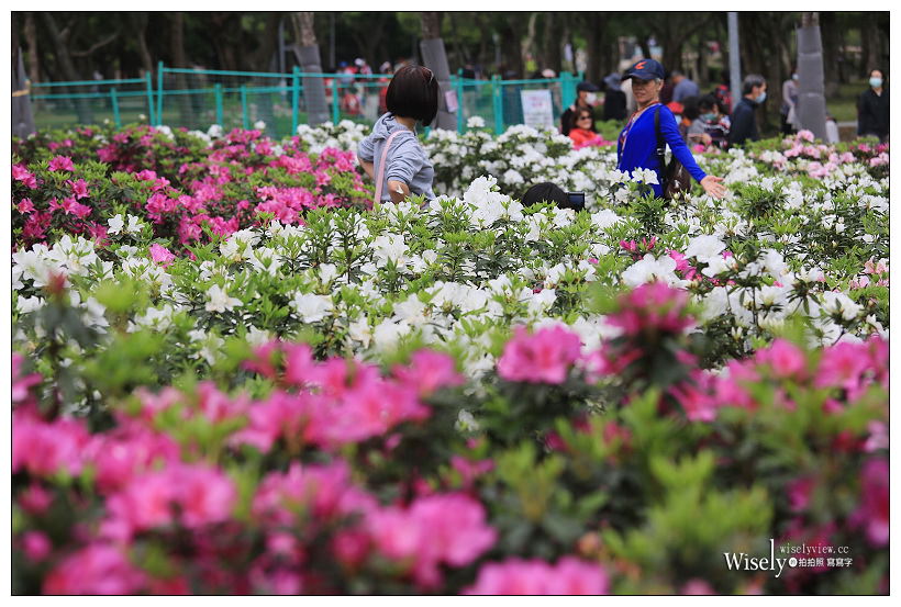 2021 台北杜鵑花季。大安森林公園繡球花 杜鵑冶園︱2/20-3/21 免費欣賞~花 in 台北 x 台北景點