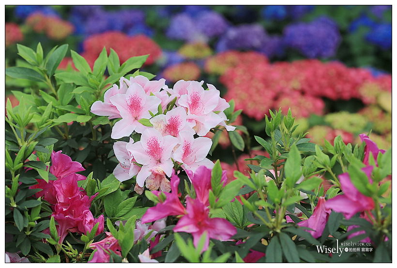 2021 台北杜鵑花季。大安森林公園繡球花 杜鵑冶園︱2/20-3/21 免費欣賞~花 in 台北 x 台北景點