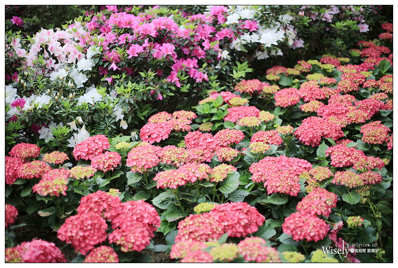 2021 台北杜鵑花季。大安森林公園繡球花 杜鵑冶園︱2/20-3/21 免費欣賞~花 in 台北 x 台北景點