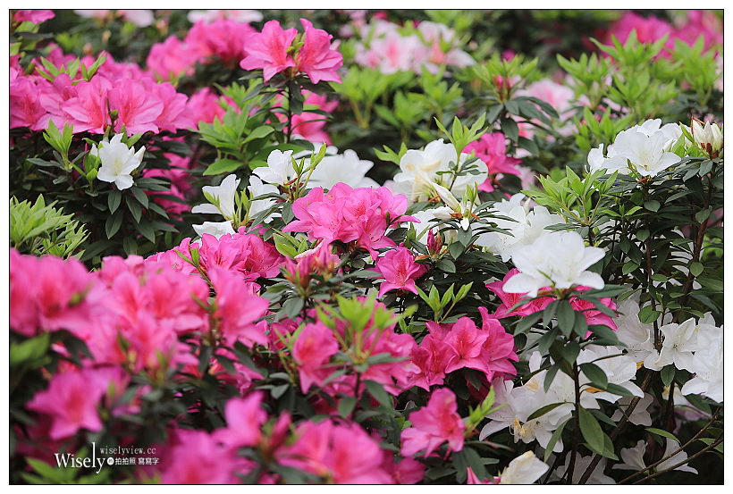 2021 台北杜鵑花季。大安森林公園繡球花 杜鵑冶園︱2/20-3/21 免費欣賞~花 in 台北 x 台北景點