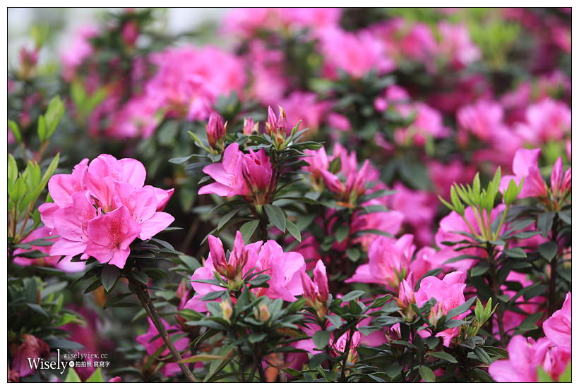 2021 台北杜鵑花季。大安森林公園繡球花 杜鵑冶園︱2/20-3/21 免費欣賞~花 in 台北 x 台北景點