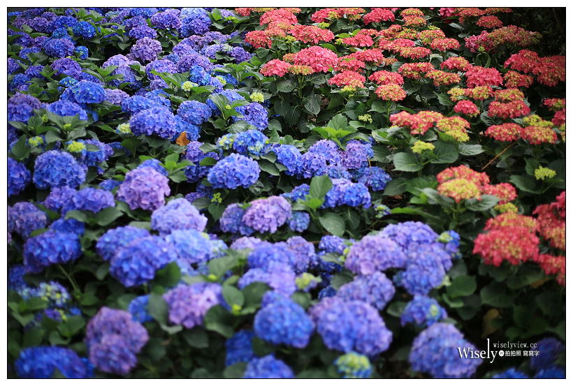 2021 台北杜鵑花季。大安森林公園繡球花 杜鵑冶園︱2/20-3/21 免費欣賞~花 in 台北 x 台北景點