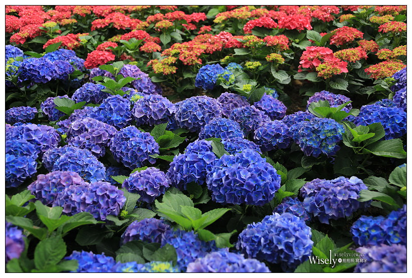 2021 台北杜鵑花季。大安森林公園繡球花 杜鵑冶園︱2/20-3/21 免費欣賞~花 in 台北 x 台北景點