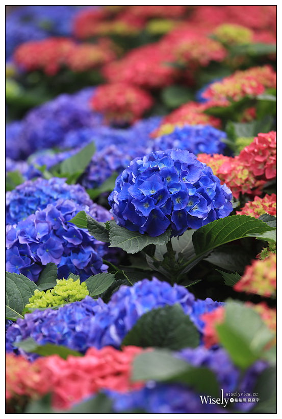 2021 台北杜鵑花季。大安森林公園繡球花 杜鵑冶園︱2/20-3/21 免費欣賞~花 in 台北 x 台北景點