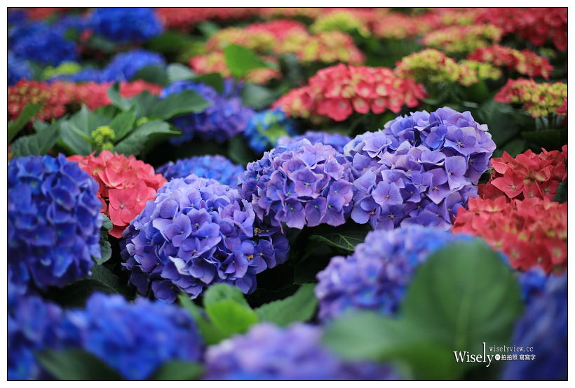 2021 台北杜鵑花季。大安森林公園繡球花 杜鵑冶園︱2/20-3/21 免費欣賞~花 in 台北 x 台北景點