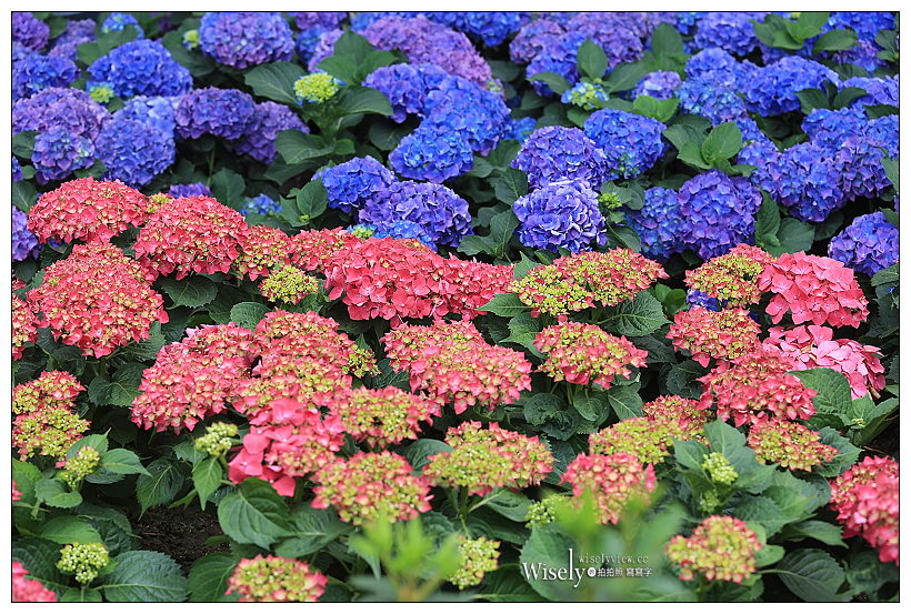 2021 台北杜鵑花季。大安森林公園繡球花 杜鵑冶園︱2/20-3/21 免費欣賞~花 in 台北 x 台北景點