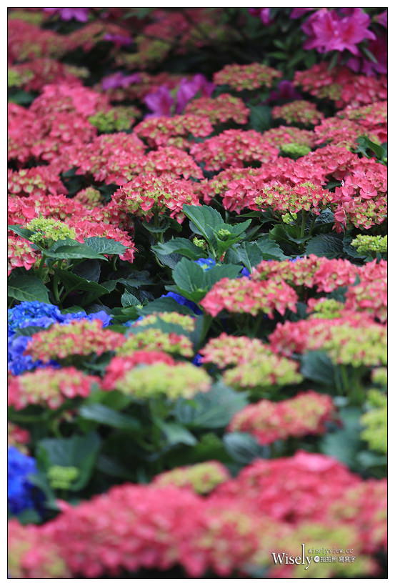 2021 台北杜鵑花季。大安森林公園繡球花 杜鵑冶園︱2/20-3/21 免費欣賞~花 in 台北 x 台北景點