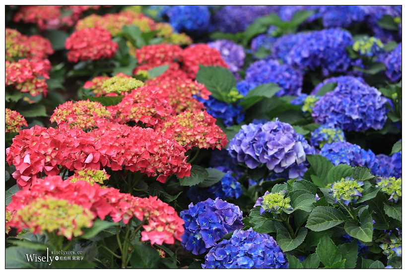 2021 台北杜鵑花季。大安森林公園繡球花 杜鵑冶園︱2/20-3/21 免費欣賞~花 in 台北 x 台北景點