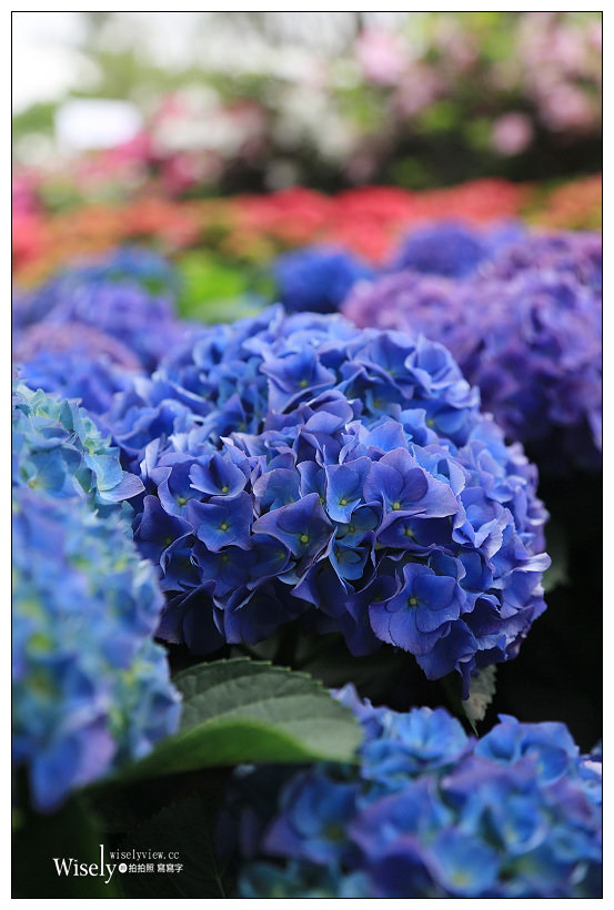 2021 台北杜鵑花季。大安森林公園繡球花 杜鵑冶園︱2/20-3/21 免費欣賞~花 in 台北 x 台北景點