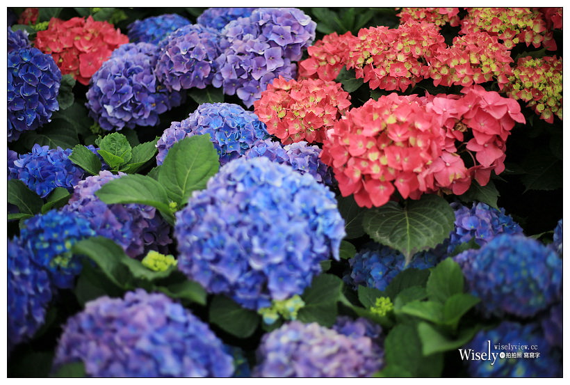 2021 台北杜鵑花季。大安森林公園繡球花 杜鵑冶園︱2/20-3/21 免費欣賞~花 in 台北 x 台北景點