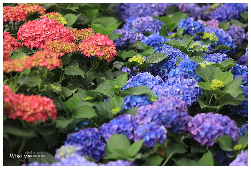 2021 台北杜鵑花季。大安森林公園繡球花 杜鵑冶園︱2/20-3/21 免費欣賞~花 in 台北 x 台北景點