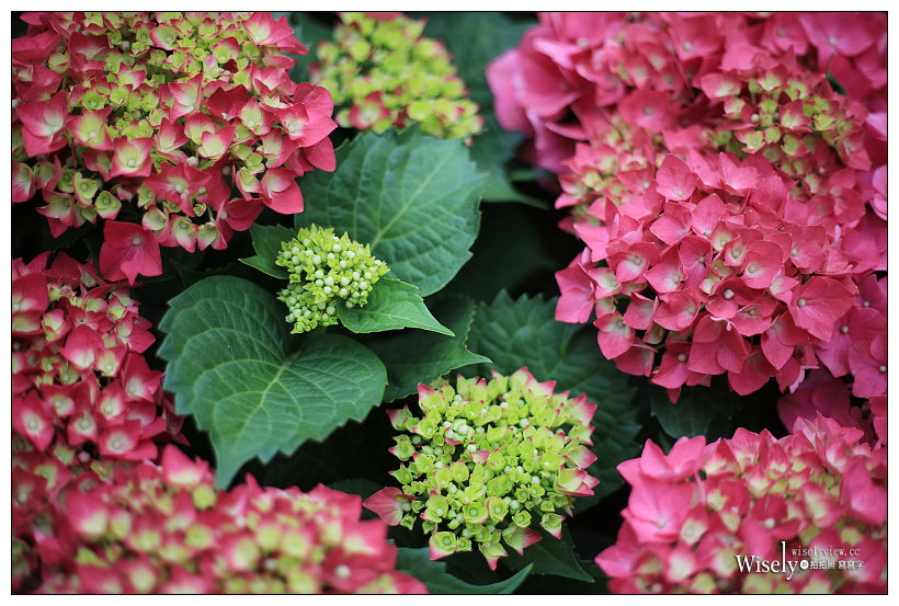 2021 台北杜鵑花季。大安森林公園繡球花 杜鵑冶園︱2/20-3/21 免費欣賞~花 in 台北 x 台北景點