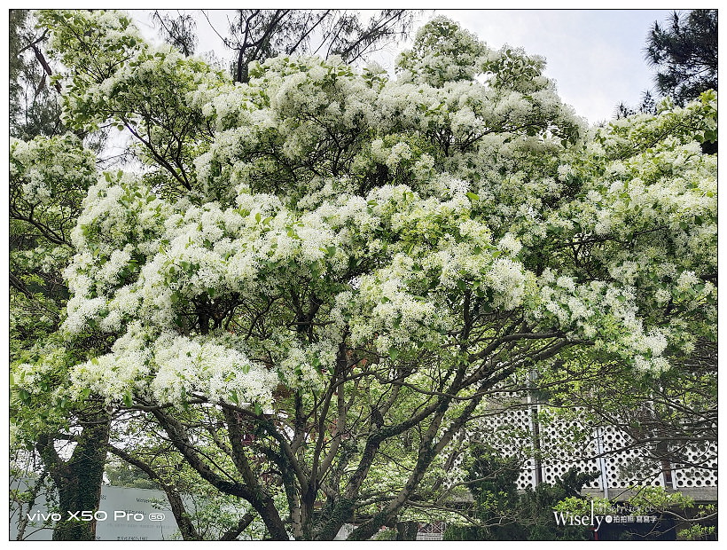 台大校園流蘇花開。四月雪︱台北賞花景點 03/14～台北流蘇景點