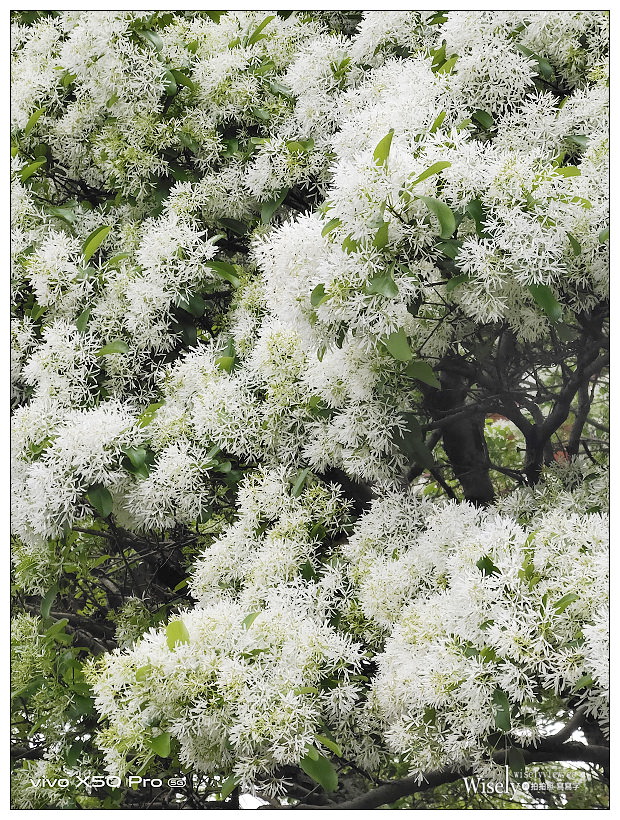 台大校園流蘇花開。四月雪︱台北賞花景點 03/14～台北流蘇景點