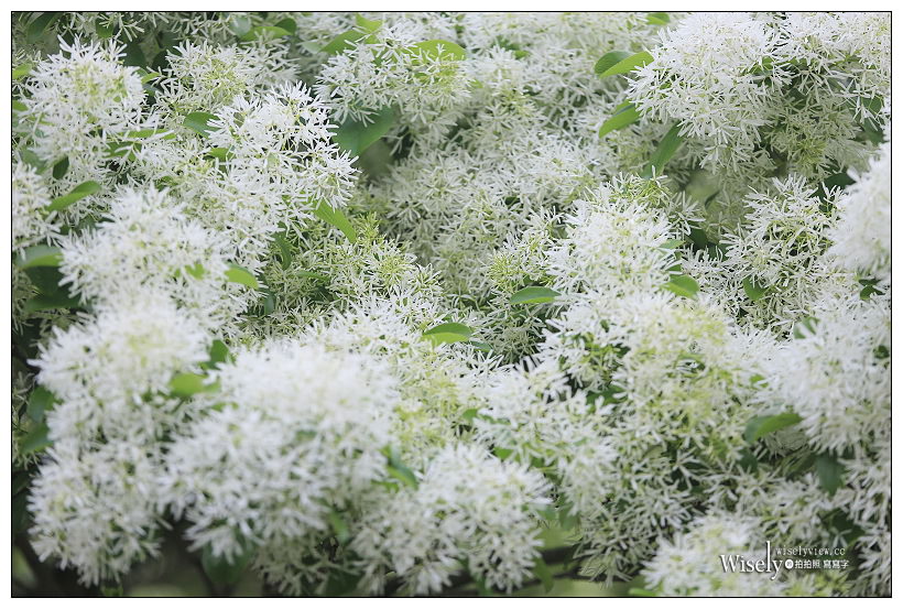 台大校園流蘇花開。四月雪︱台北賞花景點 03/14～台北流蘇景點
