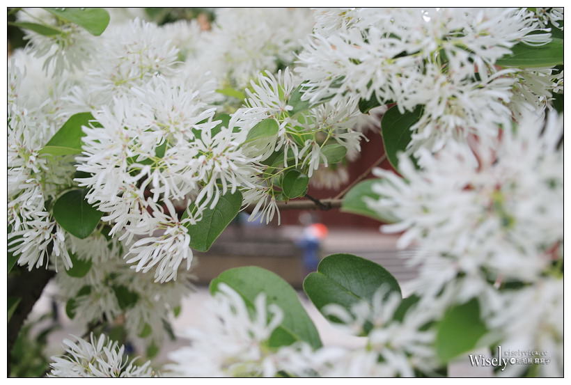 台大校園流蘇花開。四月雪︱台北賞花景點 03/14～台北流蘇景點