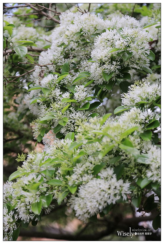 台大校園流蘇花開。四月雪︱台北賞花景點 03/14～台北流蘇景點