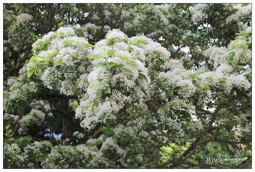 台大校園流蘇花開。四月雪︱台北賞花景點 03/14～台北流蘇景點