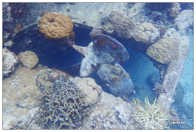 帛琉景點潛水。Olympus Tough TG-3︱出海浮潛實拍與飯店隨拍記錄～珊瑚礁、小丑魚和黃金水母