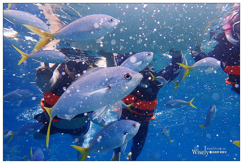 帛琉景點潛水。Olympus Tough TG-3︱出海浮潛實拍與飯店隨拍記錄～珊瑚礁、小丑魚和黃金水母
