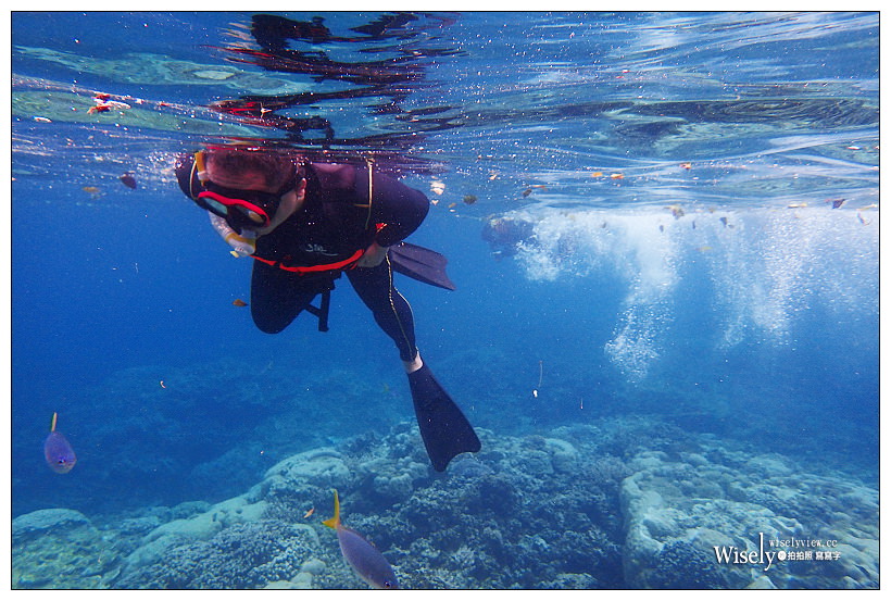 帛琉景點潛水。Olympus Tough TG-3︱出海浮潛實拍與飯店隨拍記錄～珊瑚礁、小丑魚和黃金水母