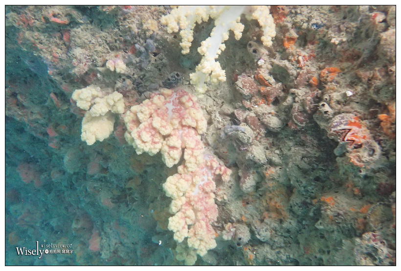 帛琉景點潛水。Olympus Tough TG-3︱出海浮潛實拍與飯店隨拍記錄～珊瑚礁、小丑魚和黃金水母