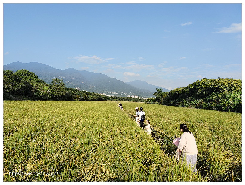 熊愛關渡。2021北投水稻藝術季11/12-12/05︱萌熊佇立田中央,捷運忠義站景點 x 北投景點 x 關渡景點 熊愛關渡。2021北投水稻藝術季11/12-12/05︱萌熊佇立田中央,捷運忠義站景點 x 北投景點 x 關渡景點