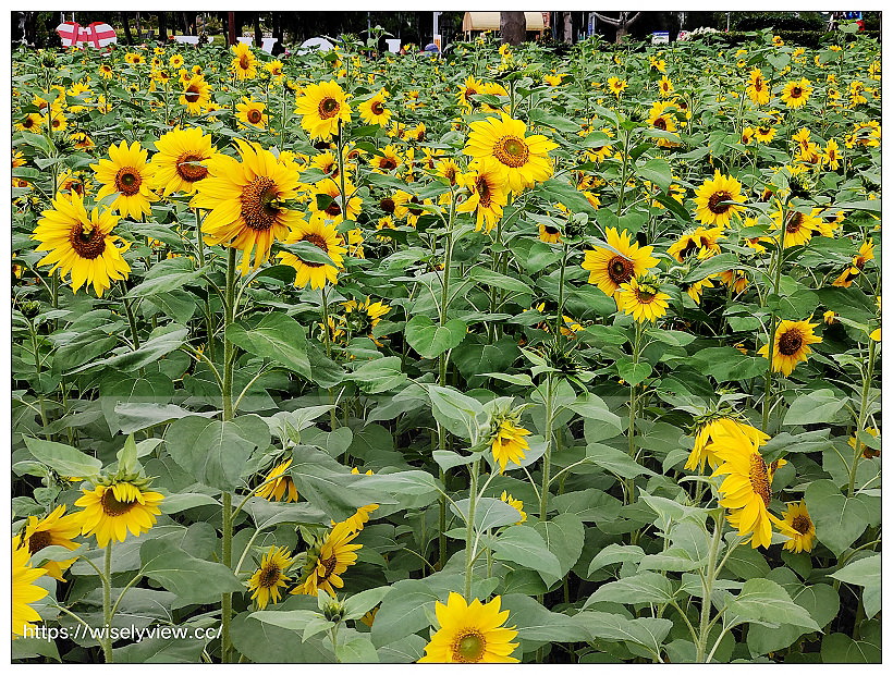 2021士林官邸菊展。菊來運轉 11/26-12/12 交通路線停車︱旋轉大立菊、巨型恐龍、笑笑羊拍照打卡資訊