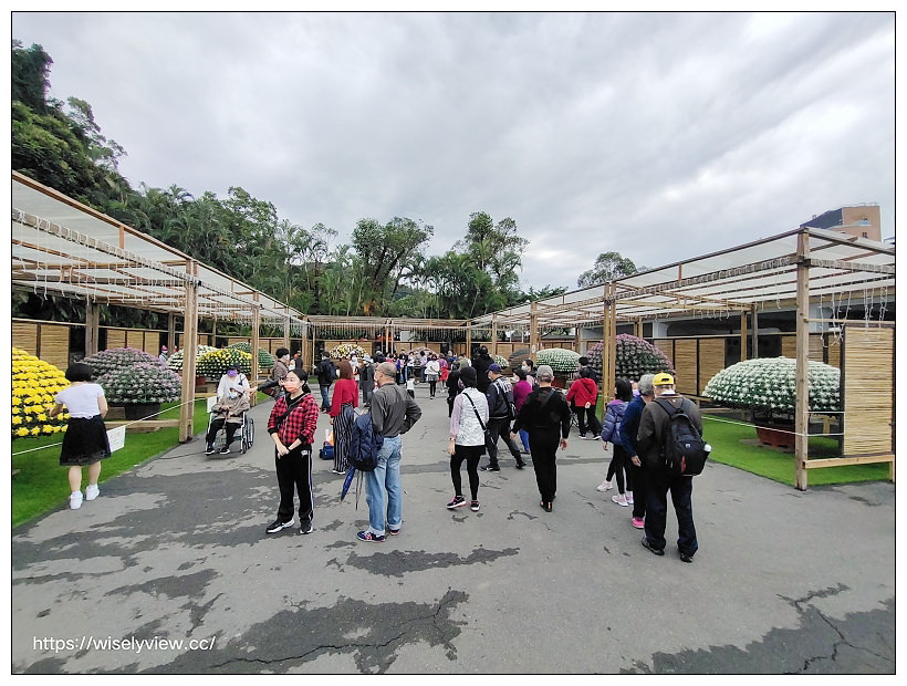 2021士林官邸菊展。菊來運轉 11/26-12/12 交通路線停車︱旋轉大立菊、巨型恐龍、笑笑羊拍照打卡資訊