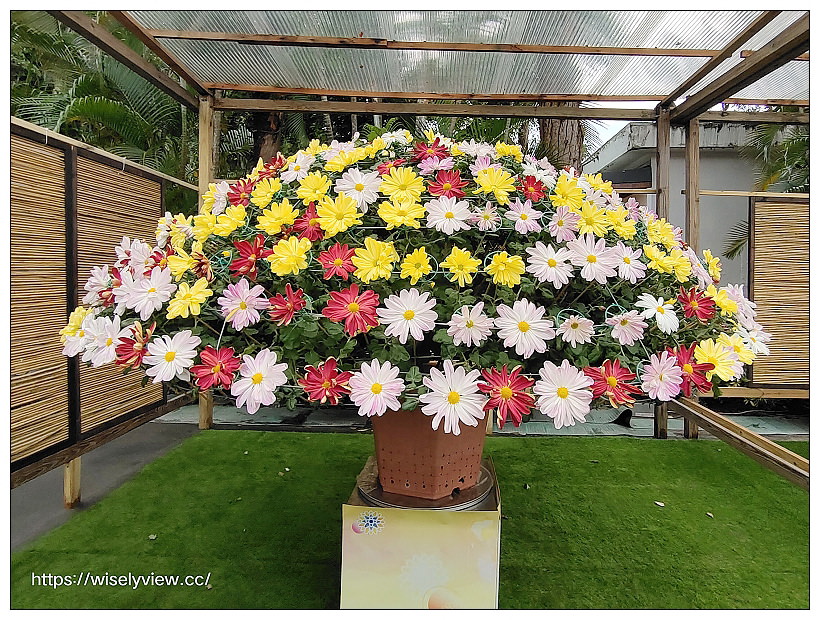 2021士林官邸菊展。菊來運轉 11/26-12/12 交通路線停車︱旋轉大立菊、巨型恐龍、笑笑羊拍照打卡資訊