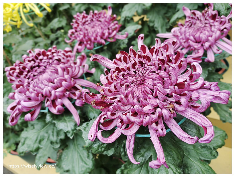 2021士林官邸菊展。菊來運轉 11/26-12/12 交通路線停車︱旋轉大立菊、巨型恐龍、笑笑羊拍照打卡資訊