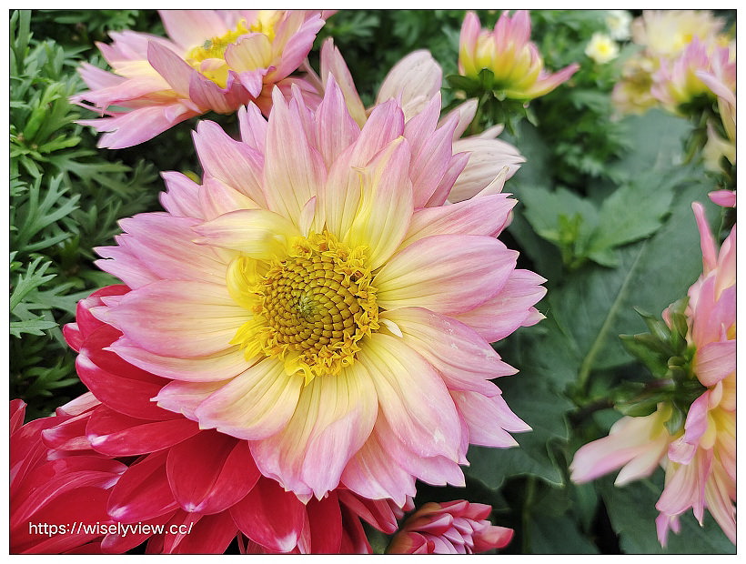 2021士林官邸菊展。菊來運轉 11/26-12/12 交通路線停車︱旋轉大立菊、巨型恐龍、笑笑羊拍照打卡資訊