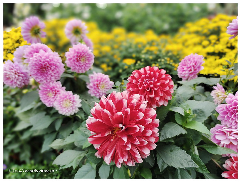 2021士林官邸菊展。菊來運轉 11/26-12/12 交通路線停車︱旋轉大立菊、巨型恐龍、笑笑羊拍照打卡資訊