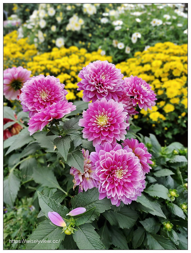 2021士林官邸菊展。菊來運轉 11/26-12/12 交通路線停車︱旋轉大立菊、巨型恐龍、笑笑羊拍照打卡資訊