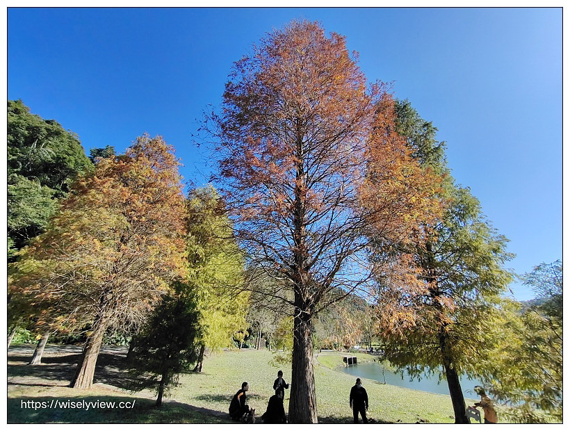 宜蘭落羽松景點。員山蜊埤湖福園︱每年12月至隔年1月限定美景，拍照打卡親子野餐必訪