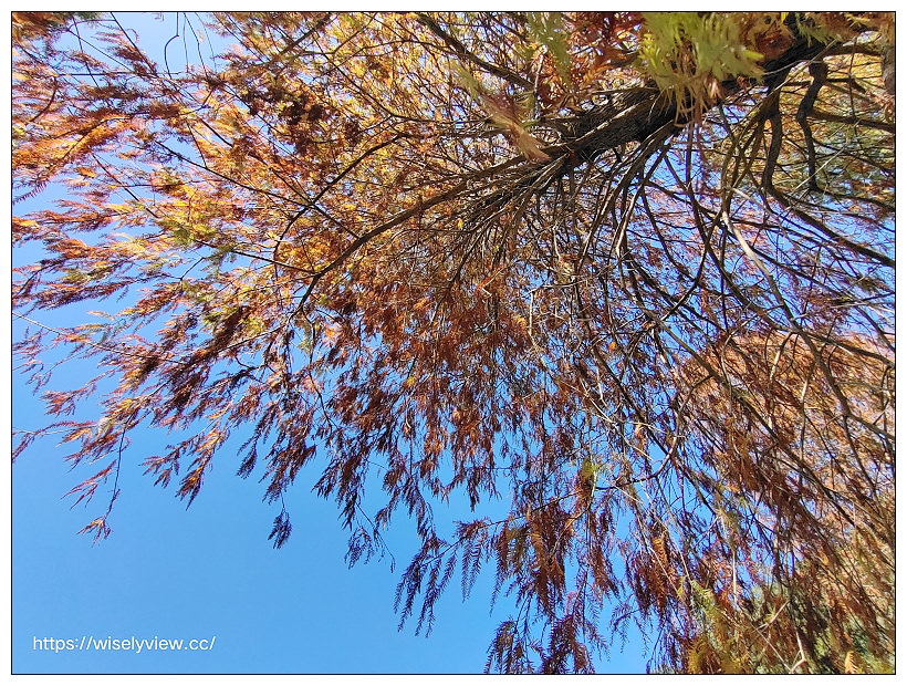 宜蘭落羽松景點。員山蜊埤湖福園︱每年12月至隔年1月限定美景，拍照打卡親子野餐必訪