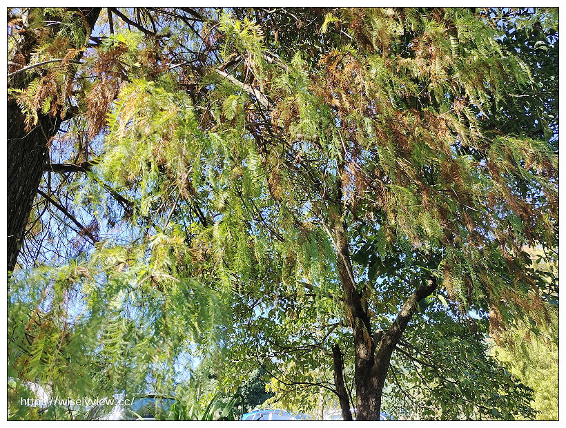 宜蘭落羽松景點。員山蜊埤湖福園︱每年12月至隔年1月限定美景，拍照打卡親子野餐必訪