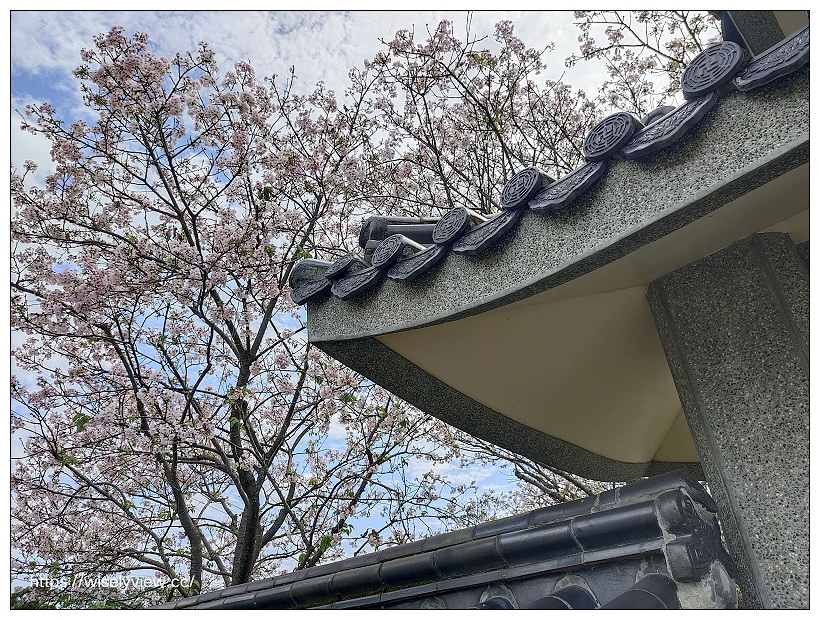 陽明山櫻花季 2022︱東方寺吉野櫻、台北奧萬大楓紅