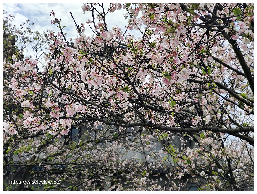 陽明山櫻花季 2022︱東方寺吉野櫻、台北奧萬大楓紅