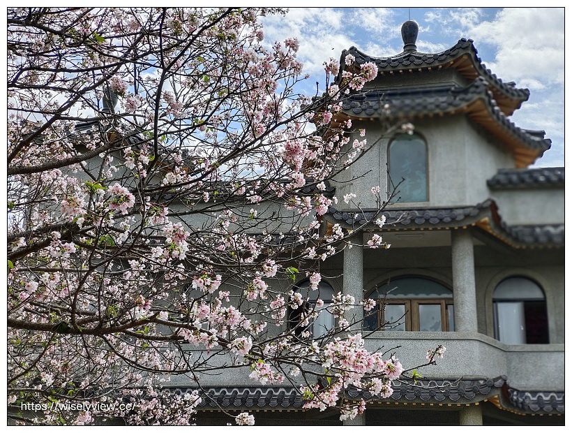 陽明山櫻花季 2022︱東方寺吉野櫻、台北奧萬大楓紅