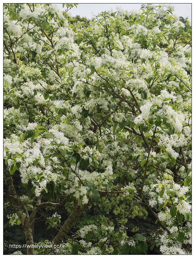 陽明山櫻花季 2022︱東方寺吉野櫻、台北奧萬大楓紅
