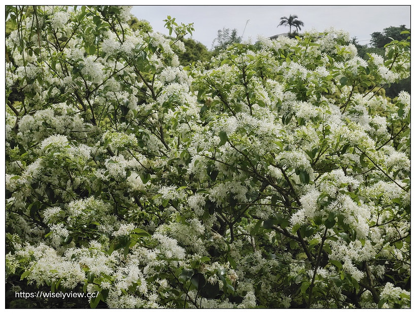 陽明山櫻花季 2022︱東方寺吉野櫻、台北奧萬大楓紅