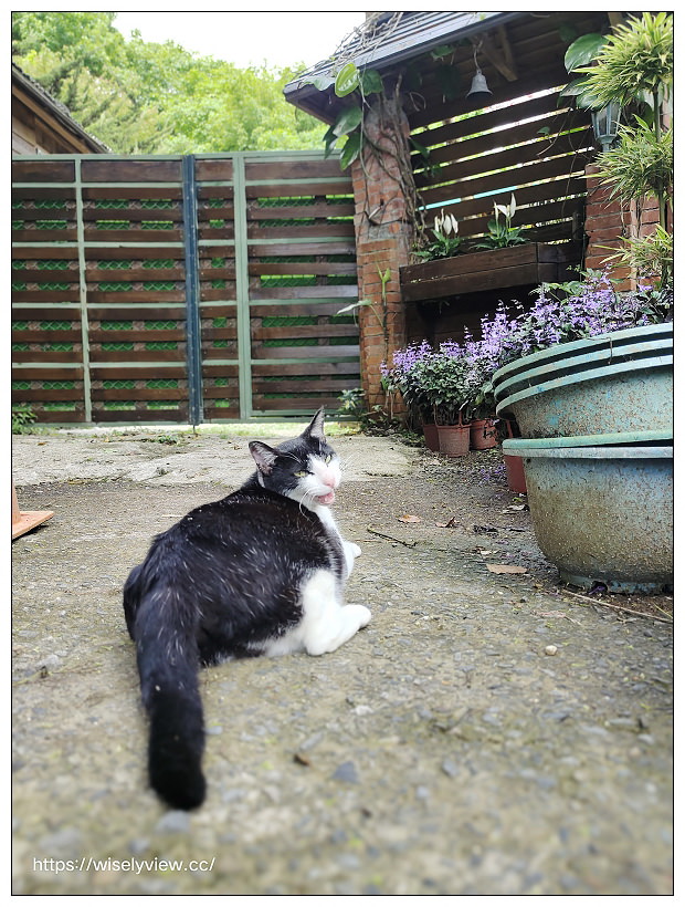 陽明山櫻花季 2022︱東方寺吉野櫻、台北奧萬大楓紅