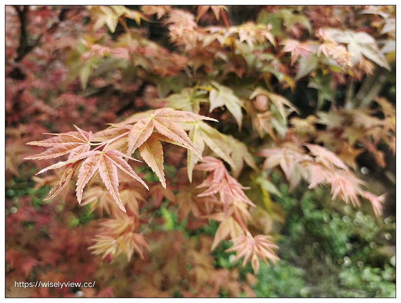 陽明山櫻花季 2022︱東方寺吉野櫻、台北奧萬大楓紅